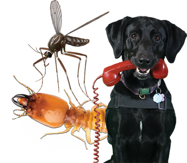 Pest Control McMahon Exterminating 365 YearRound Service